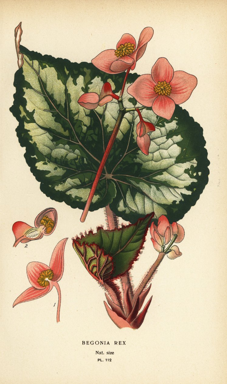 Begonia rex. tekijältä Désiré Georges Jean Marie Bois