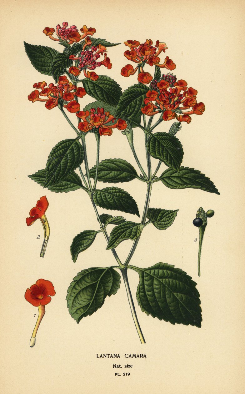 Isosalvia, ghaneri tai tikkumarja, Lantana camara. Kromolitografia Desire Bois
