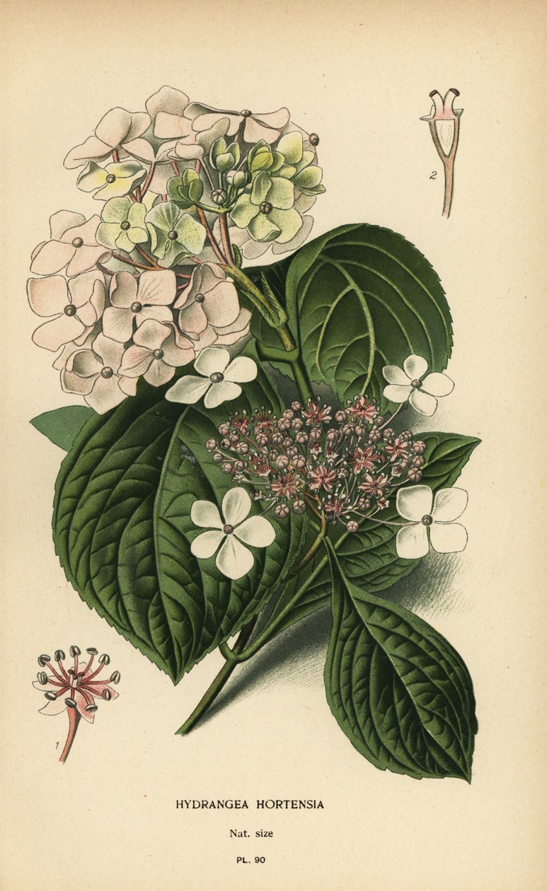 Isolehtinen hortensia, Hydrangea macrophylla. tekijältä Désiré Georges Jean Marie Bois