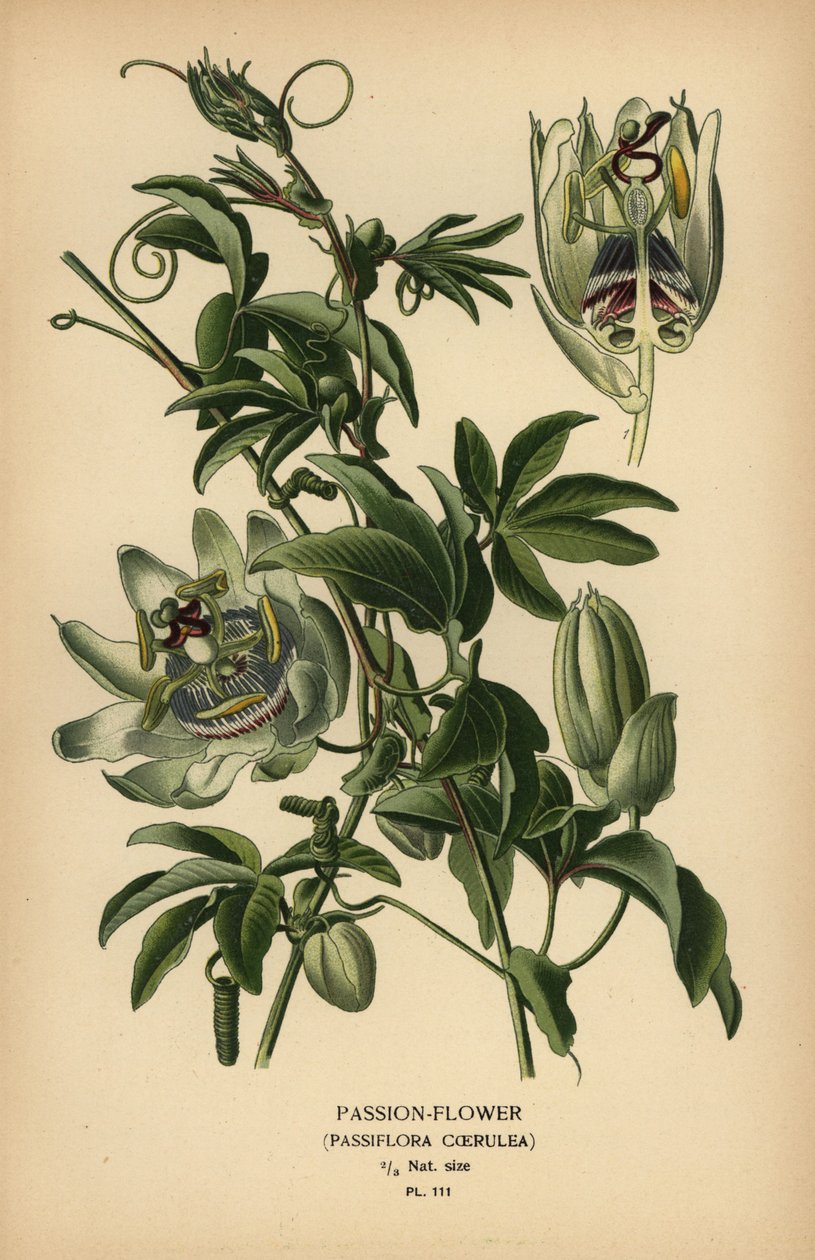 Sininen passionkukka, Passiflora caerulea. tekijältä Désiré Georges Jean Marie Bois