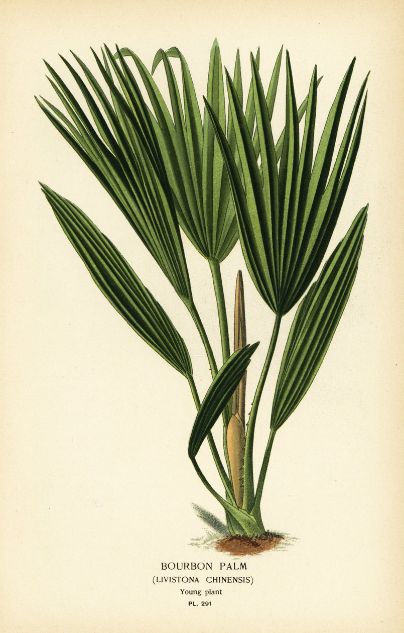 Bourbon-palmu tai kiinalainen viuhkapalmu, Livistona chinensis. Kromolitografia Desire Bois