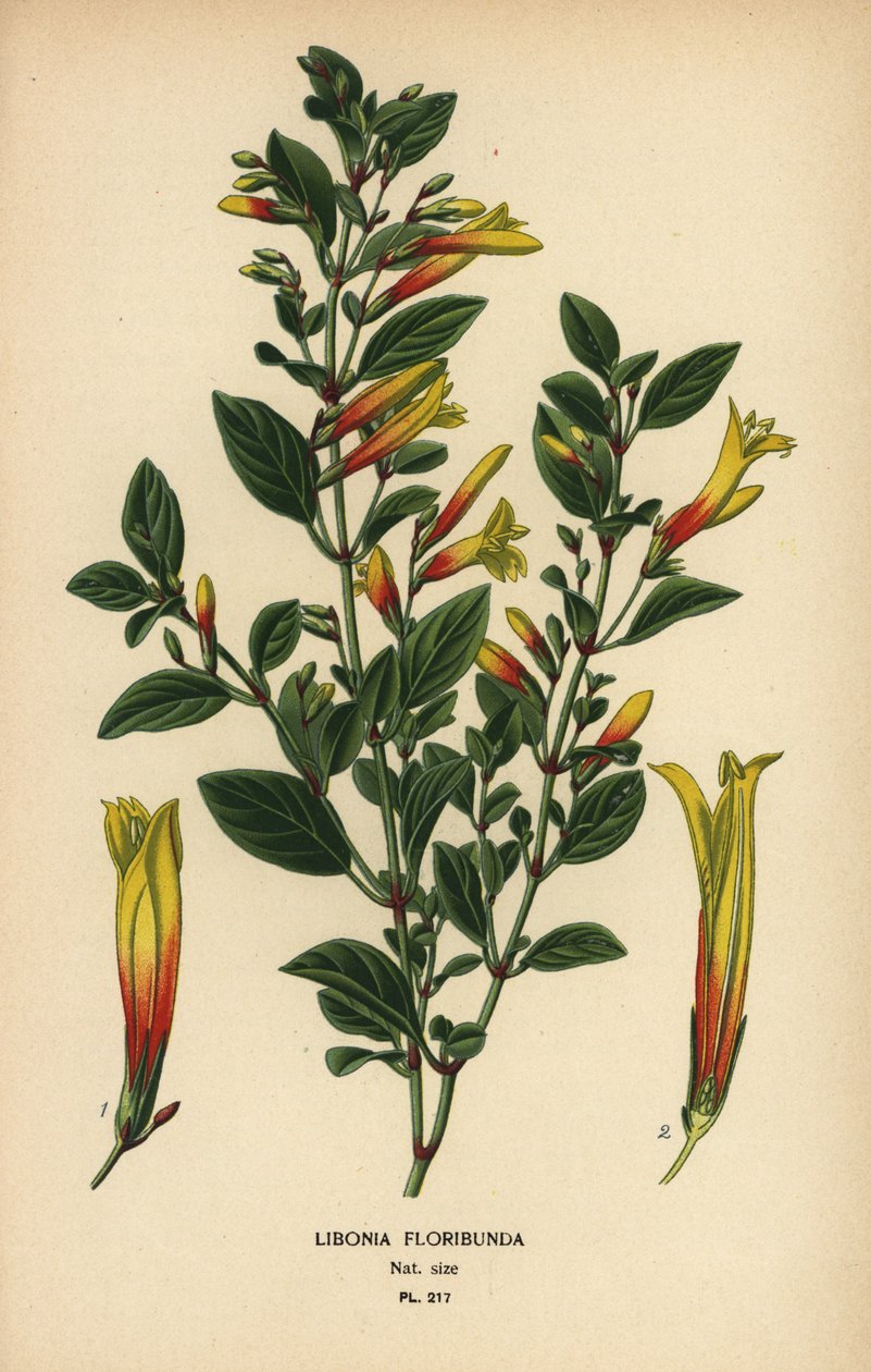 Brasilian fuksia, Justicia floribunda (Libonia floribunda). Kromolitografia Desire Bois