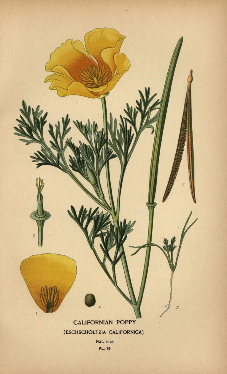 Kalifornian unikko, Eschscholzia californica tekijältä Désiré Georges Jean Marie Bois
