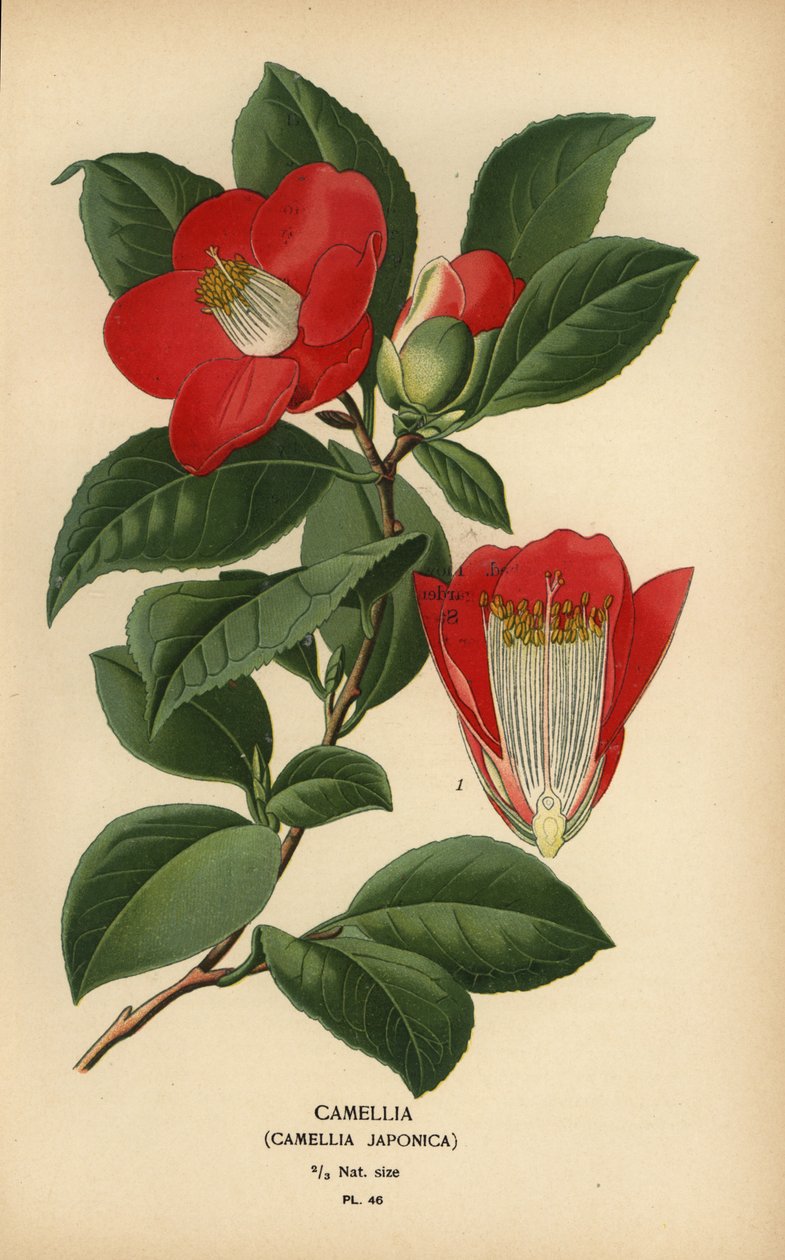 Camellia, Camellia japonica. tekijältä Désiré Georges Jean Marie Bois