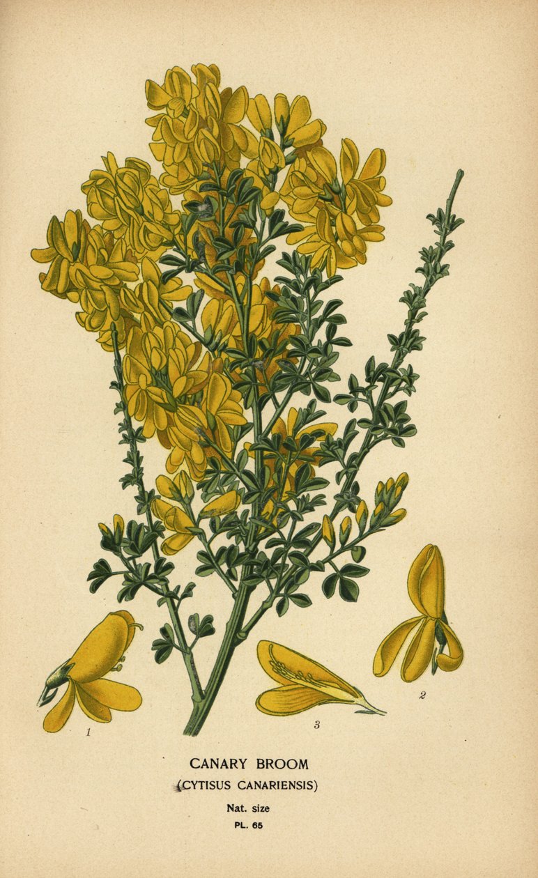 Kanarian luuta, Genista canariensis. tekijältä Désiré Georges Jean Marie Bois