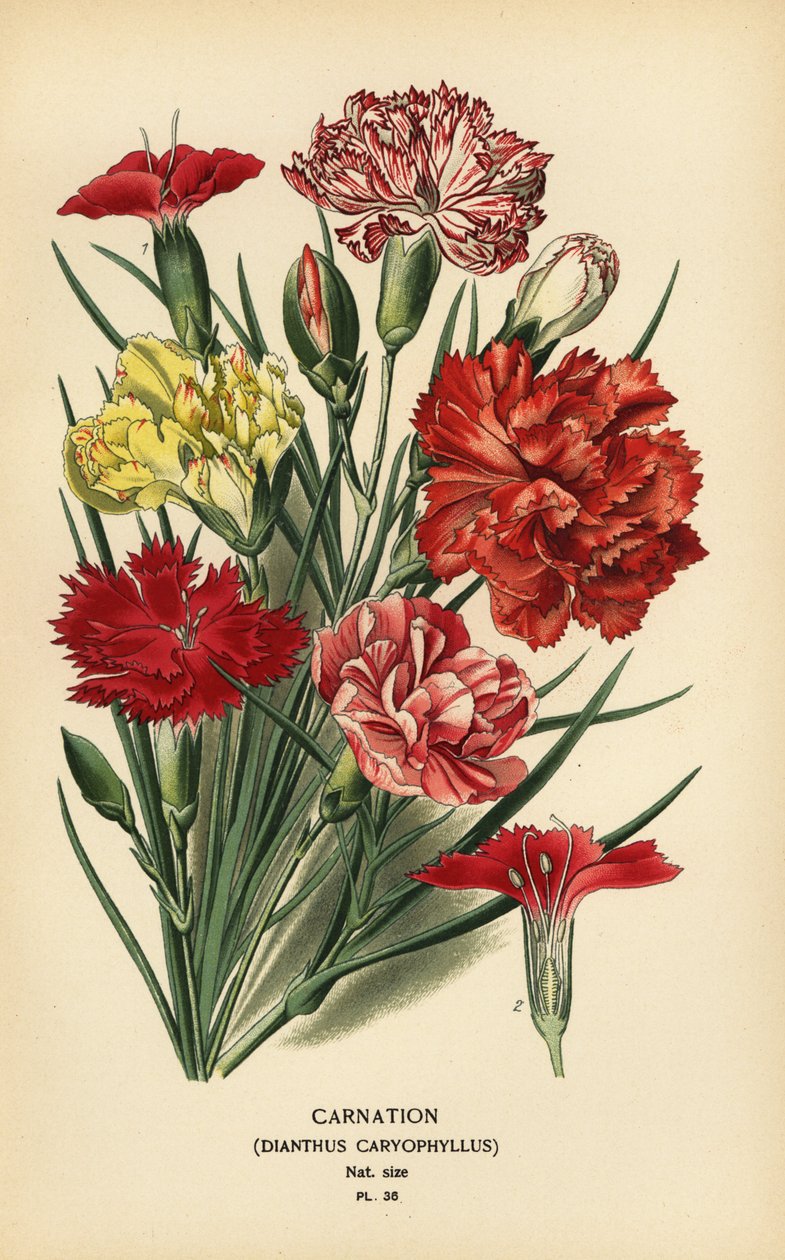 Neilikka, Dianthus caryophyllus. tekijältä Désiré Georges Jean Marie Bois