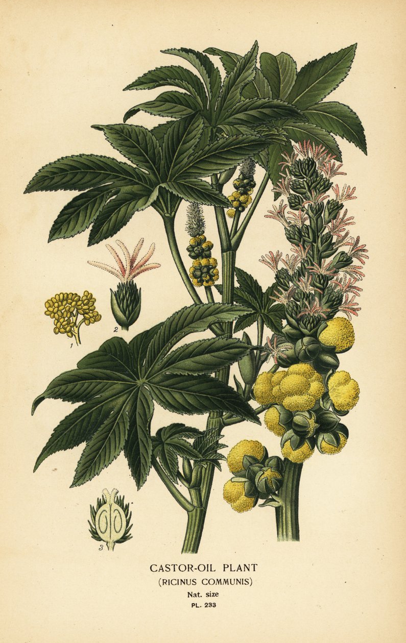 Risiiniöljykasvi, Ricinus communis. Kromolitografia Desire Bois