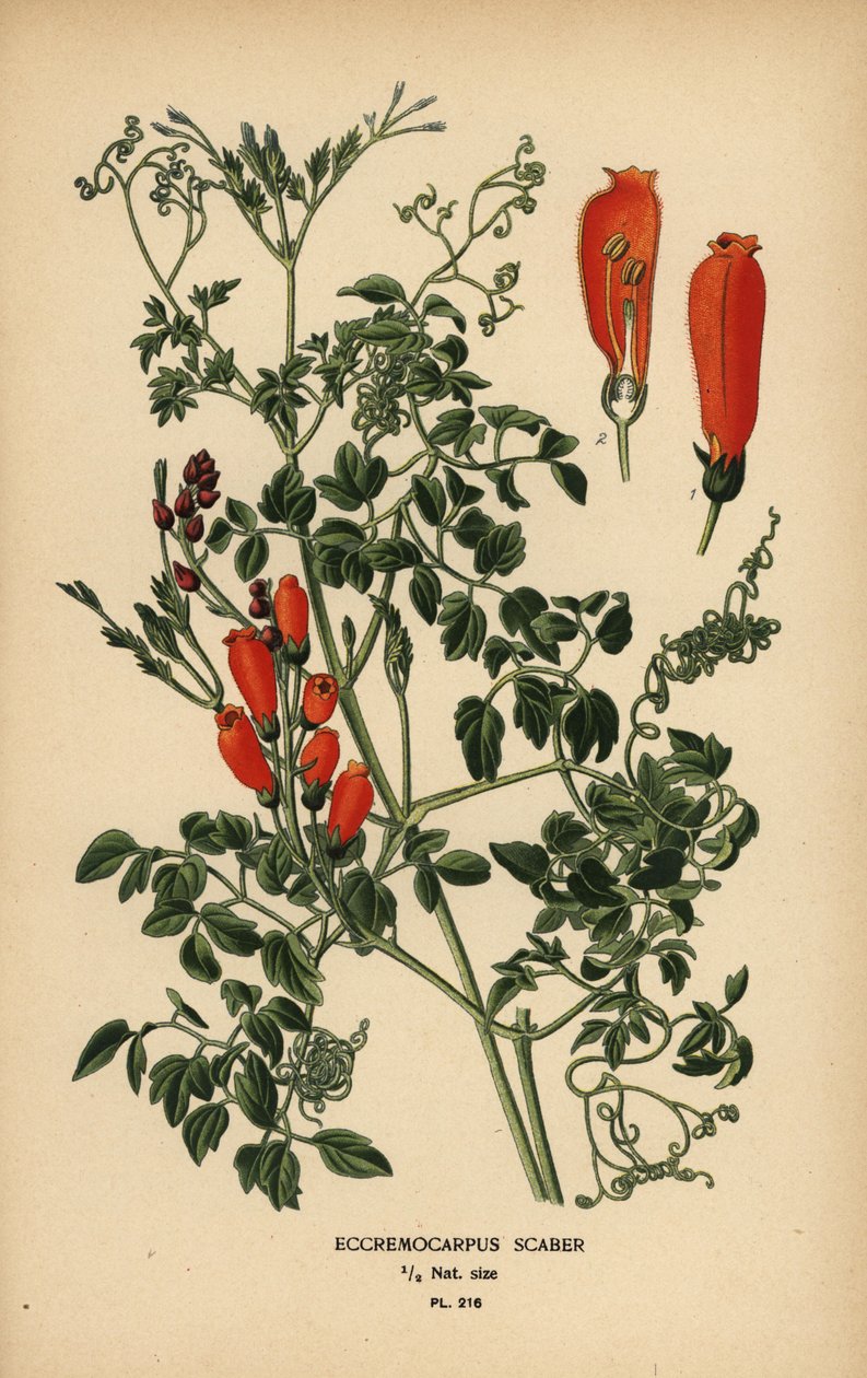 Chilen glory-flower, Eccremocarpus scaber. tekijältä Désiré Georges Jean Marie Bois