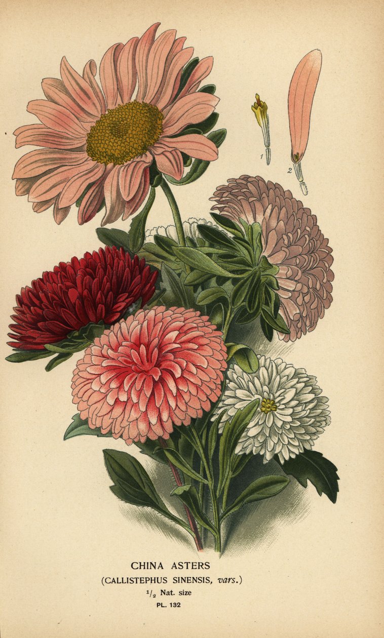 Kiinan asterilajikkeet, Callistephus x sinensis. tekijältä Désiré Georges Jean Marie Bois