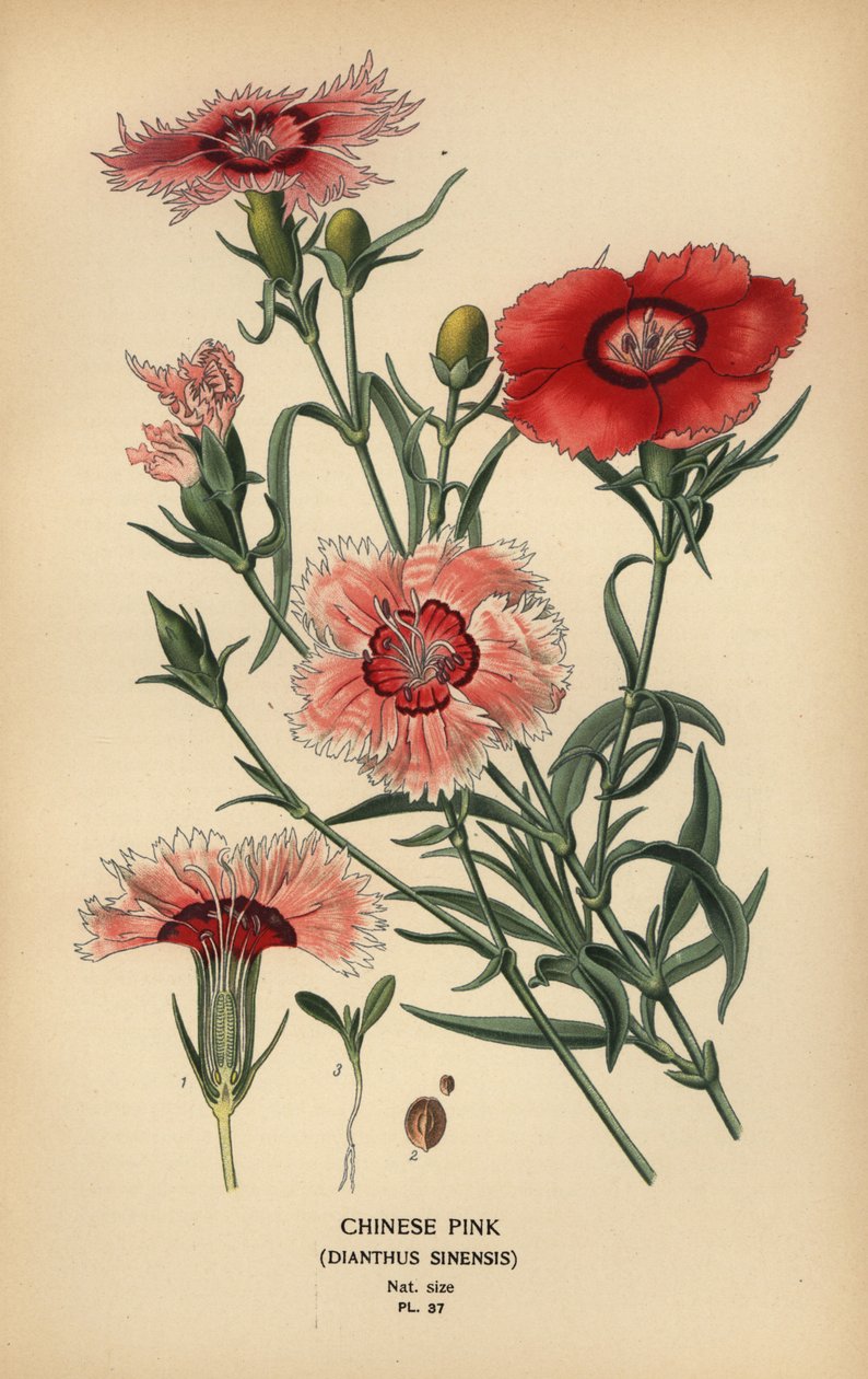 Kiinalainen pinkki, Dianthus chinensis. tekijältä Désiré Georges Jean Marie Bois