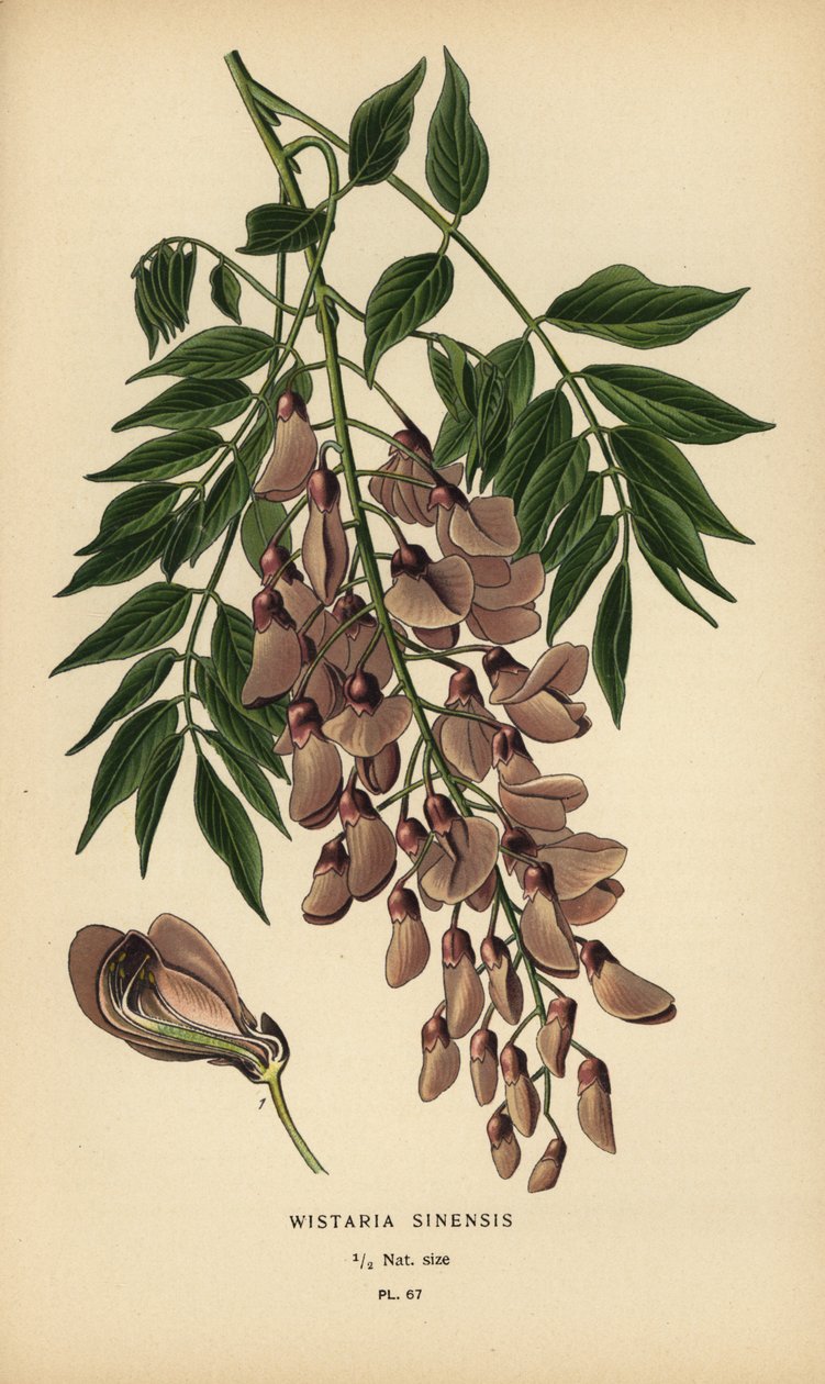 Kiinan wisteria, Wisteria sinensis. tekijältä Désiré Georges Jean Marie Bois