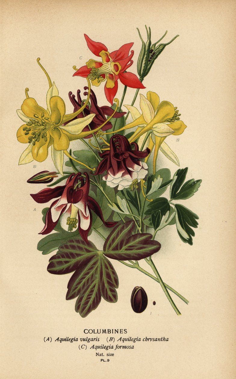 Columbines, Aquilegia-lajit. tekijältä Désiré Georges Jean Marie Bois