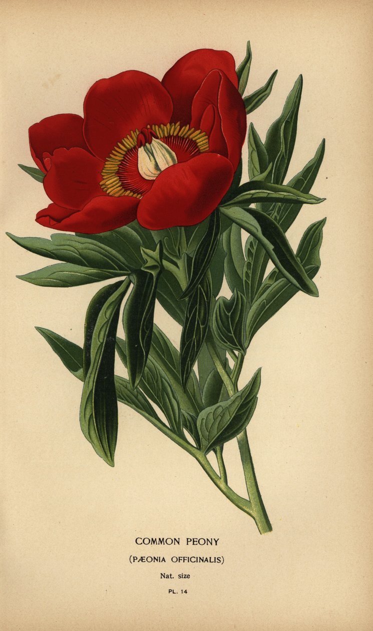 Tavallinen pioni, Paeonia officinalis. tekijältä Désiré Georges Jean Marie Bois