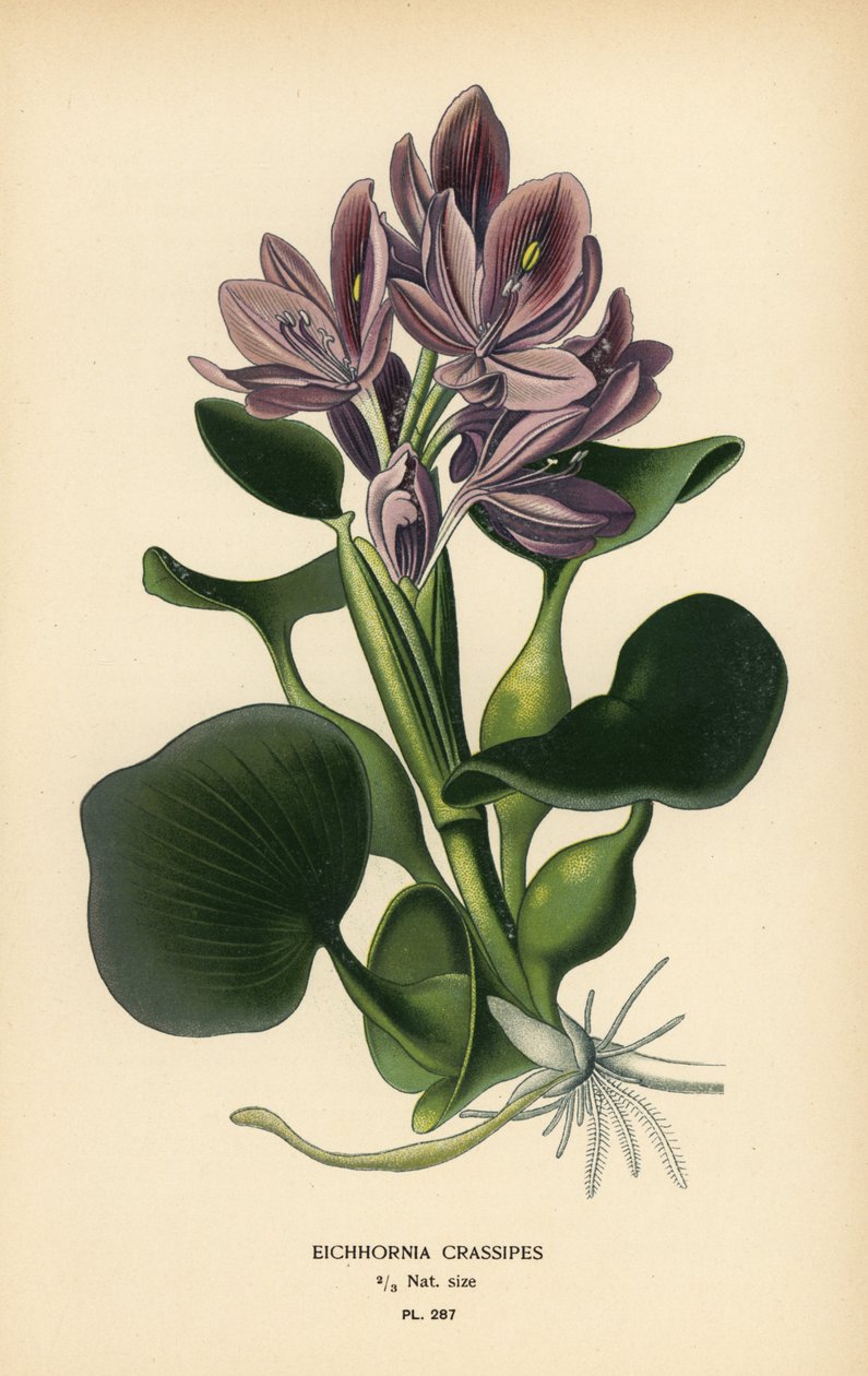 Tavallinen vesihyasintti, Eichhornia crassipes. Kromolitografia Desire Bois
