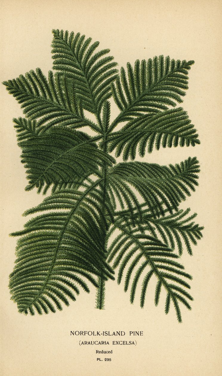 Cook mänty, Araucaria columnaris. (Norfolkin saaren mänty, Araucaria excelsa). Kromolitografia Desire Bois