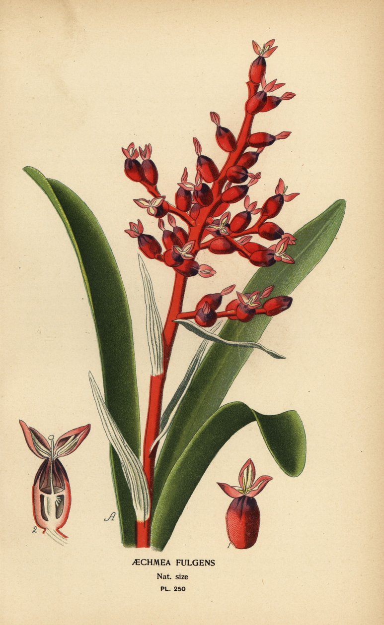 Korallimarja, Aechmea fulgens. Kromolitografia Desire Bois