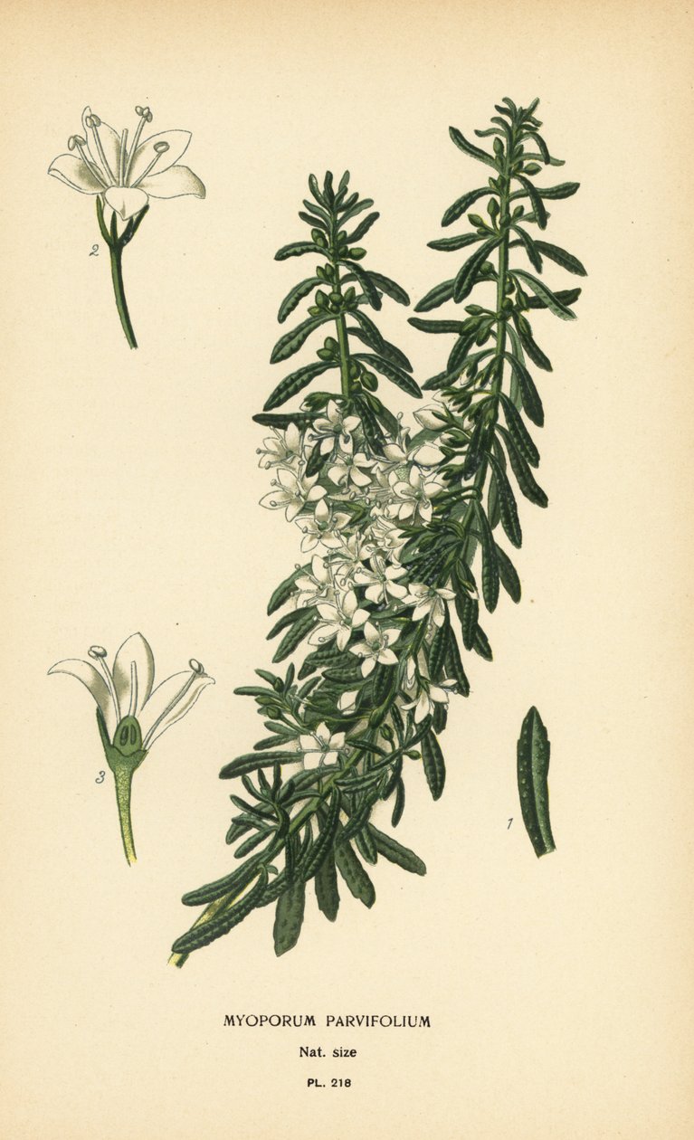 Hiipivä boobialla, Myoporum parvifolium. Kromolitografia Desire Bois