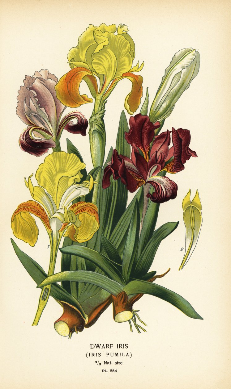 Kääpiöiiris, Iris pumila. Kromolitografia Desire Bois