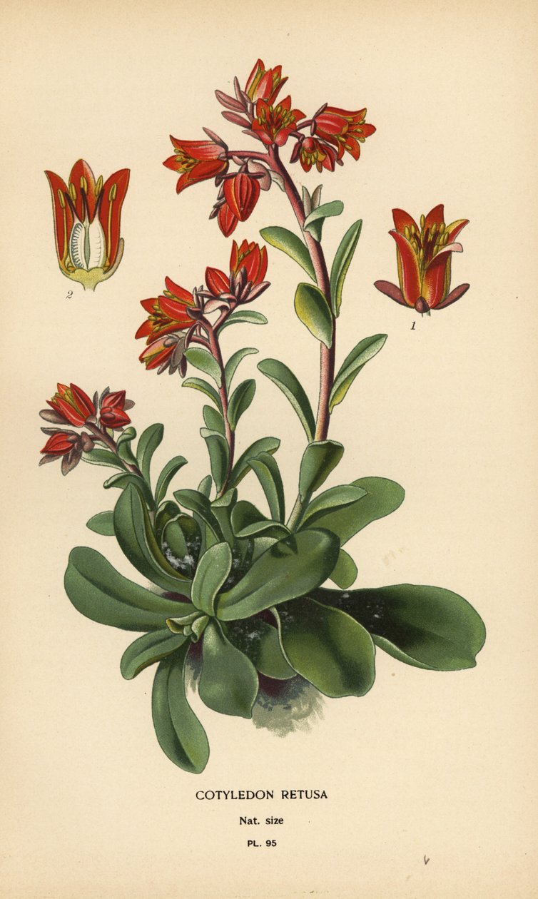 Loistava Echeveria. tekijältä Désiré Georges Jean Marie Bois