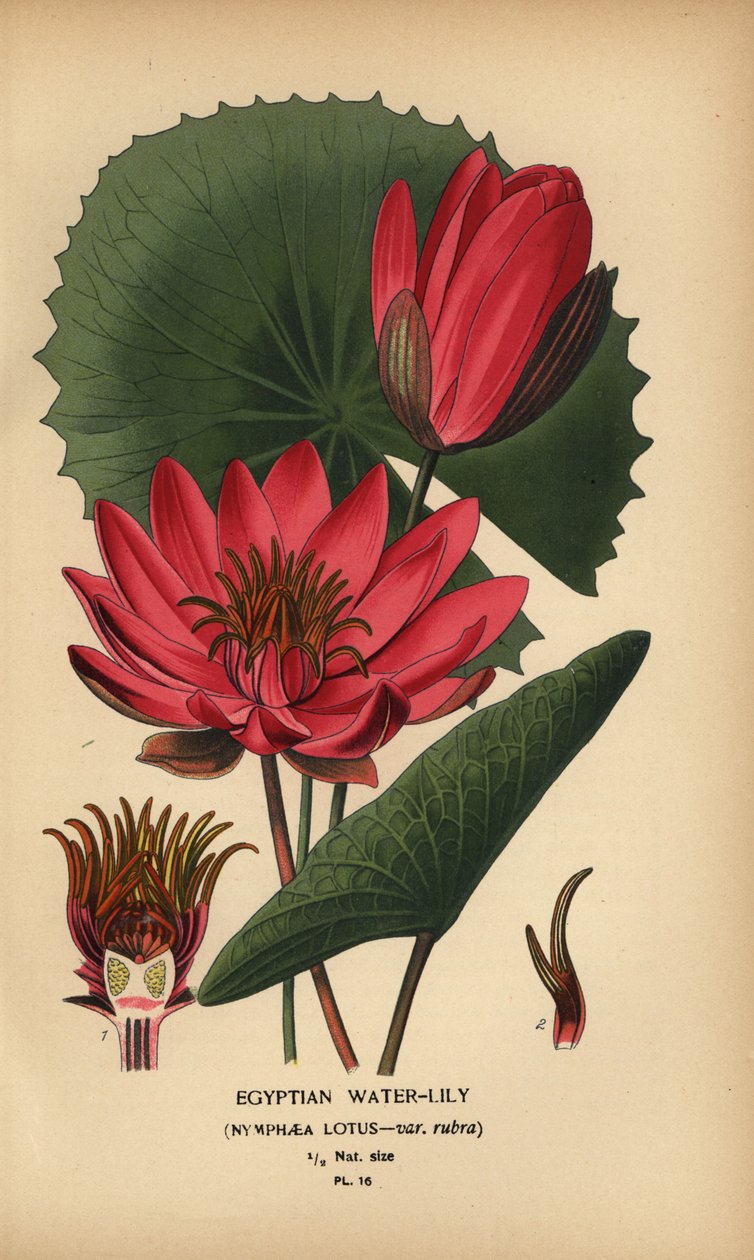 Egyptin lumme, Nymphaea lotus. tekijältä Désiré Georges Jean Marie Bois