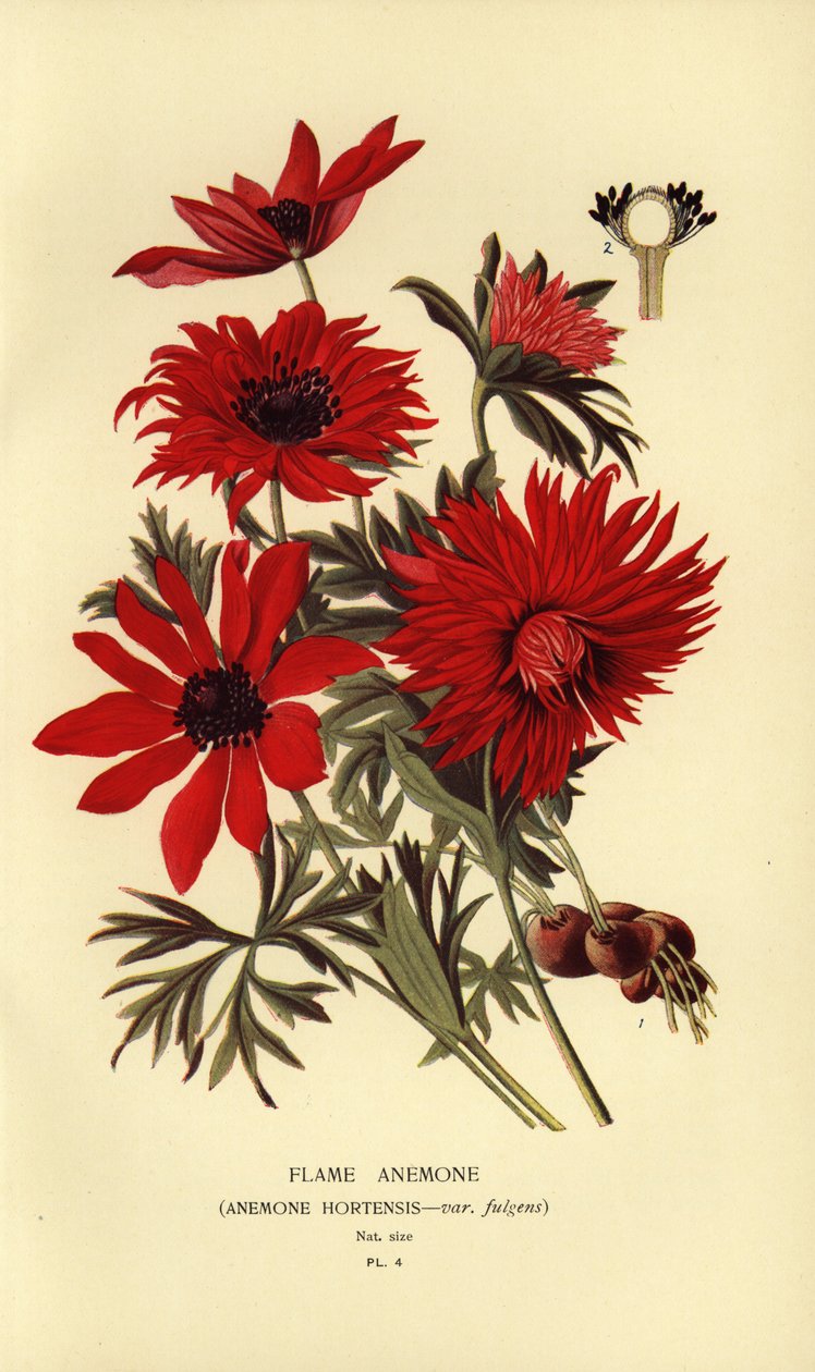 Flame anemone, Anemone hortensis. tekijältä Désiré Georges Jean Marie Bois