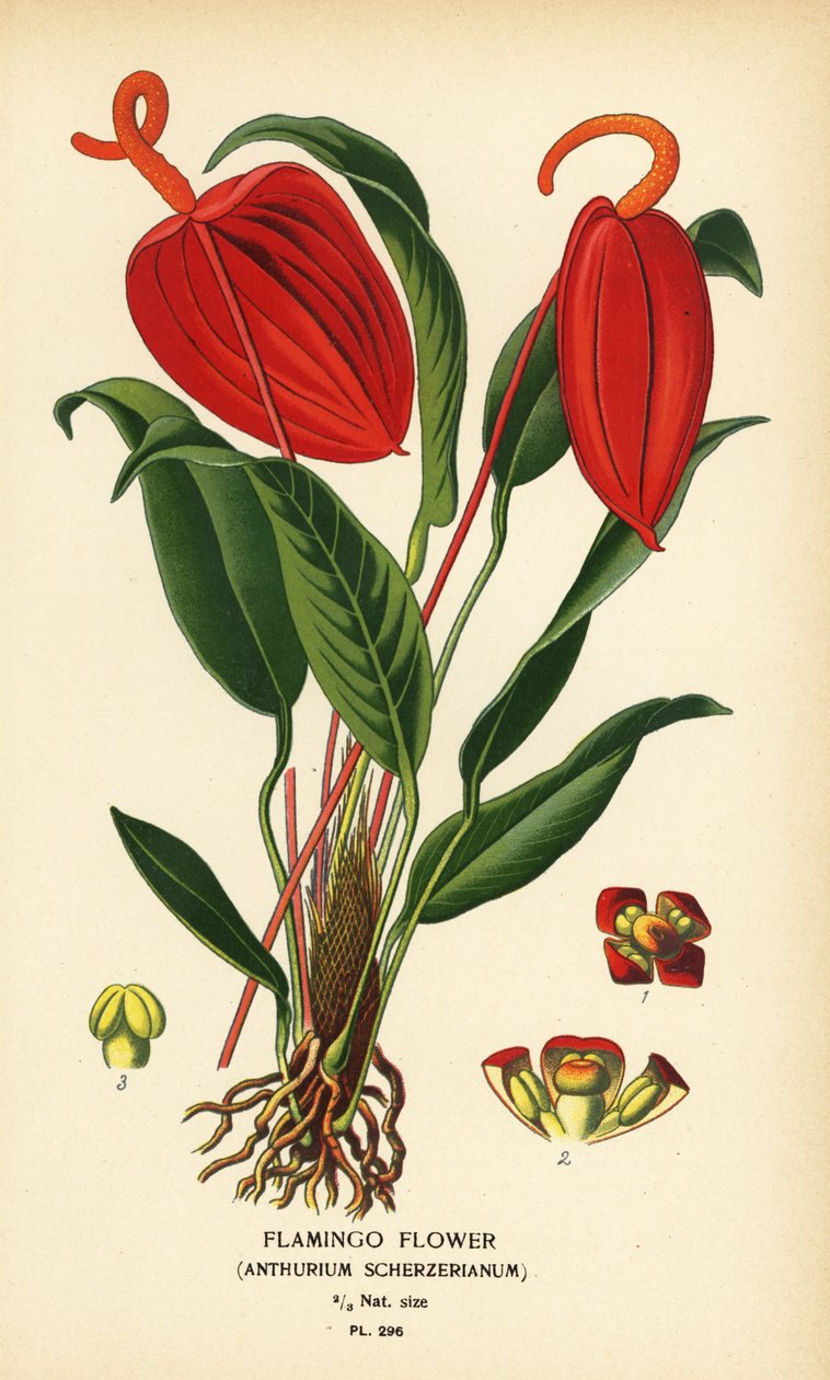 Flamingon kukka, Anthurium scherzerianum. Kromolitografia Desire Bois