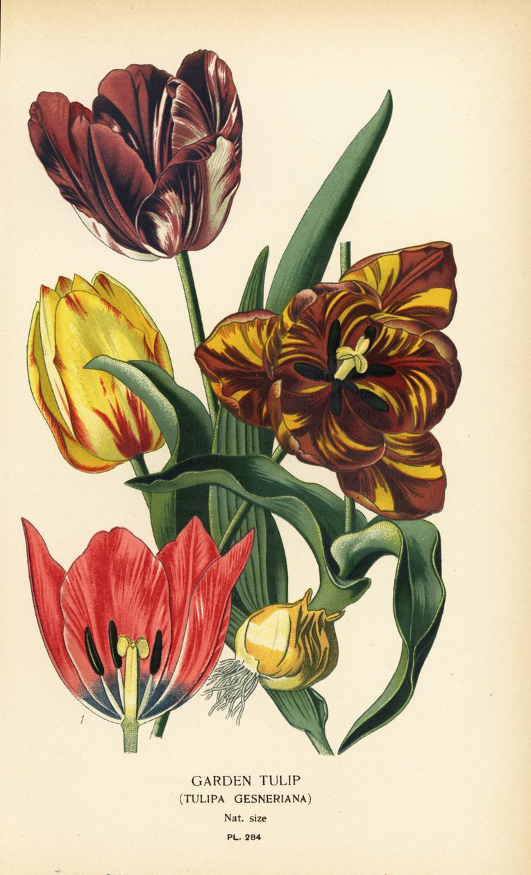 Puutarhatulppaani, Tulipa gesneriana. Kromolitografia Desire Bois