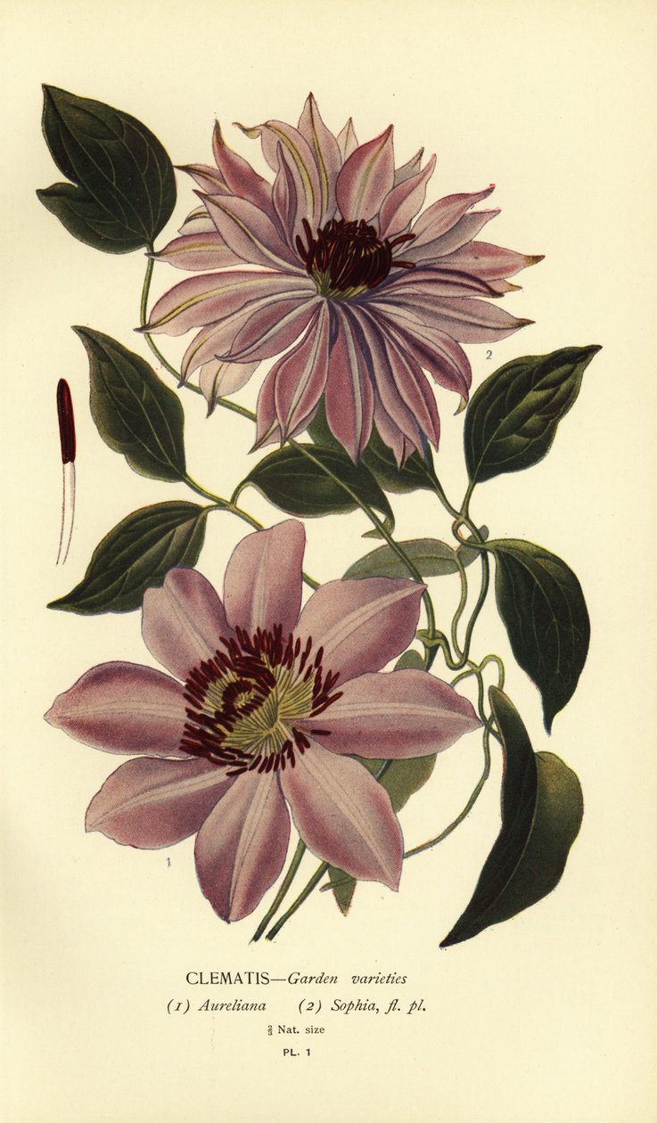 Clematis-puutarhalajikkeet. tekijältä Désiré Georges Jean Marie Bois