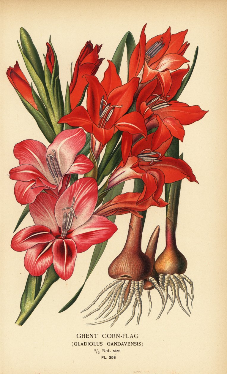 Gentin maissilippu, Gladiolus x gandavensis. Kromolitografia Desire Bois