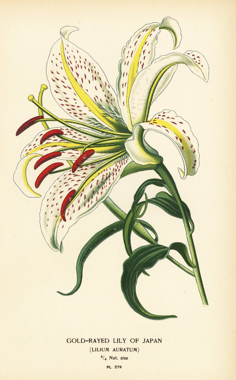 Japanin kultainen lilja tai yamayuri, Lilium auratum. Kromolitografia Desire Bois