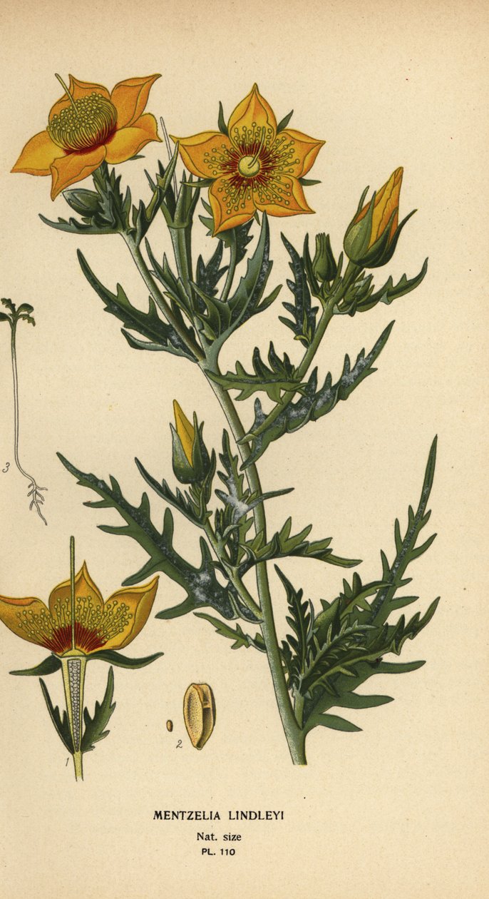 Golden Bartonia tai Lindley