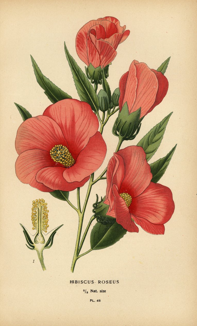Hibiscus roseus. tekijältä Désiré Georges Jean Marie Bois