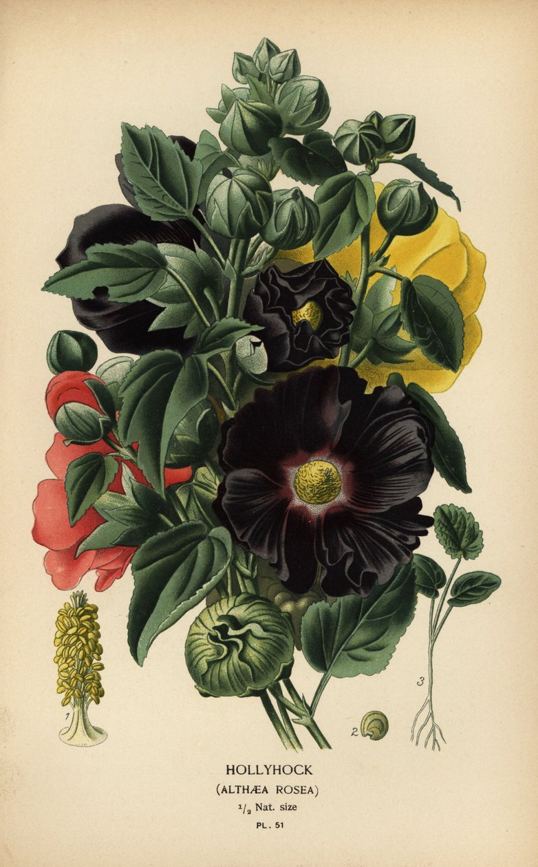 Hollyhock, Alcea rosea. tekijältä Désiré Georges Jean Marie Bois