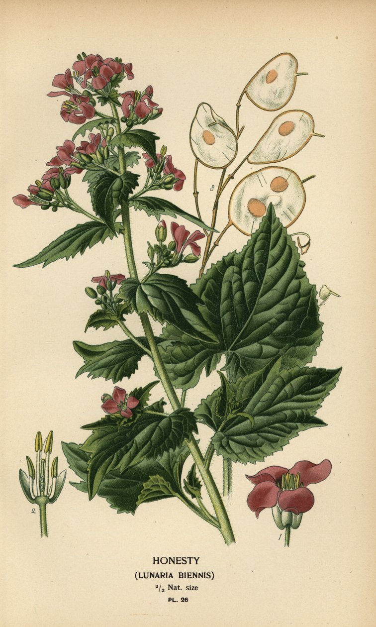 Honesty, Lunaria annua. tekijältä Désiré Georges Jean Marie Bois