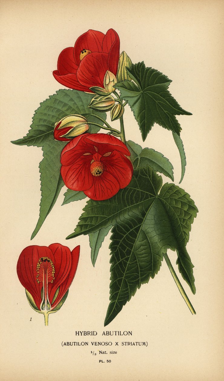 Hybridi abutilon, Abutilon pictum. tekijältä Désiré Georges Jean Marie Bois