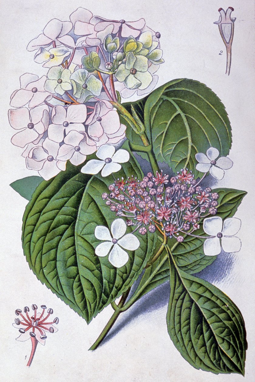 Hortensia, 1900-luvun alku (kuva) tekijältä Désiré Georges Jean Marie Bois