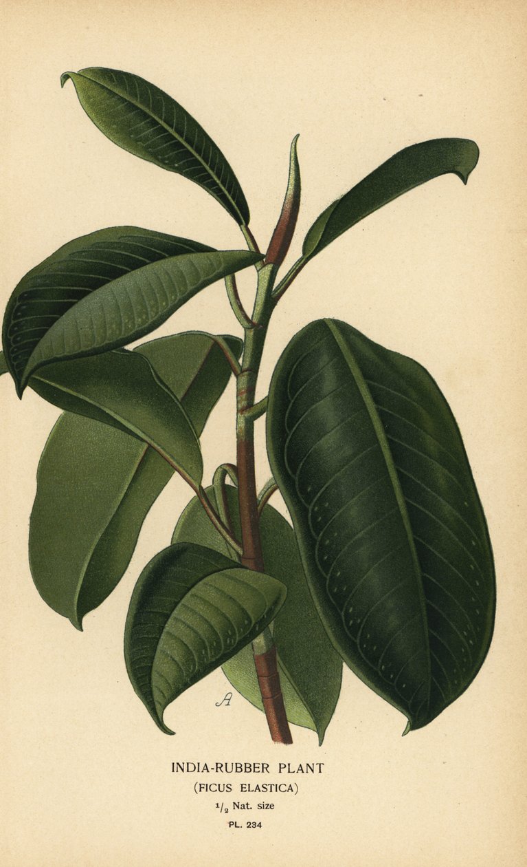 Intian kumikasvi, Ficus elastica. Kromolitografia Desire Bois