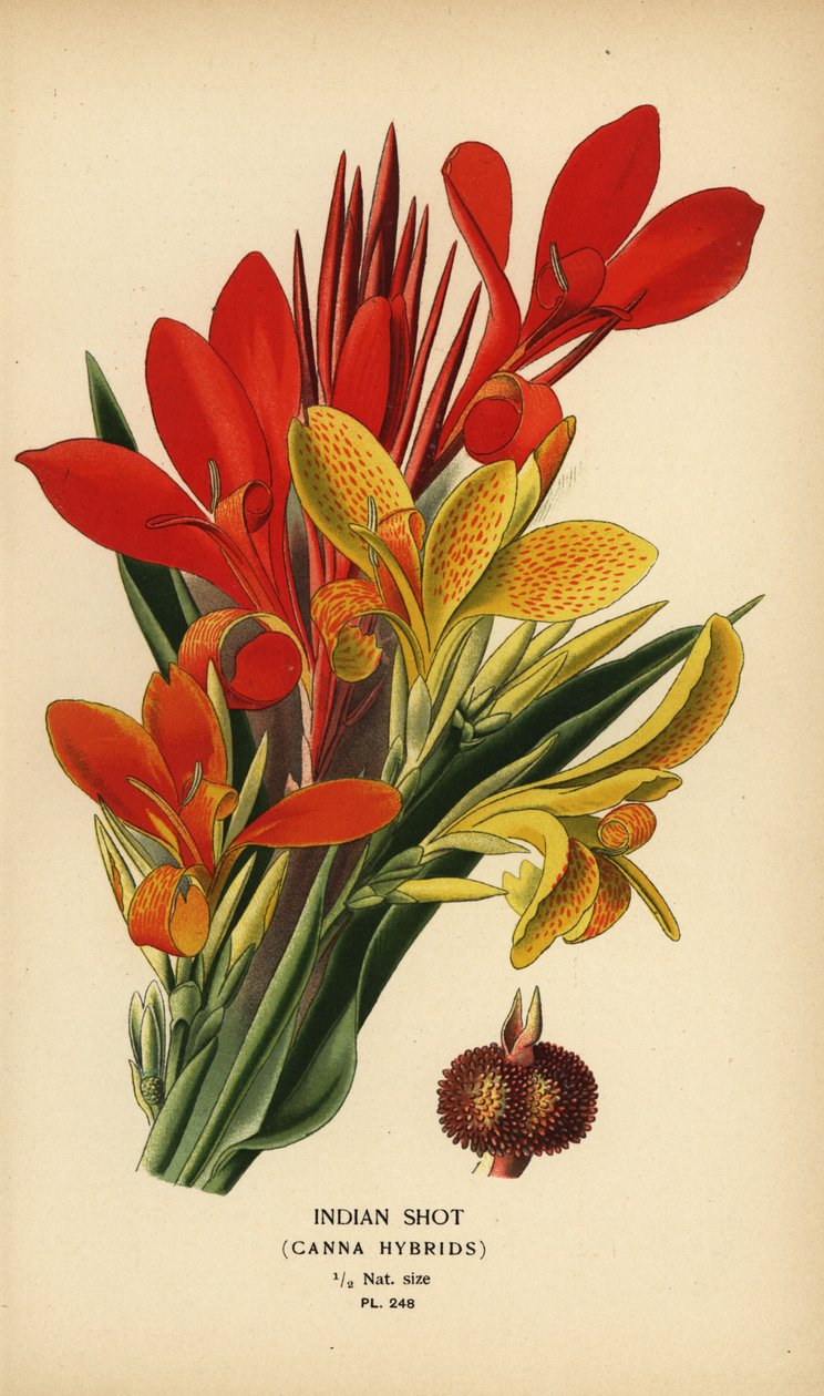 Intialainen shotti, Canna indica -hybridit. Kromolitografia Desire Bois
