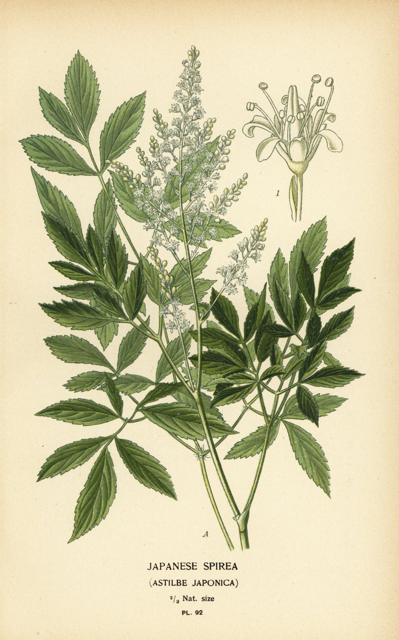 Japanilainen spirea, Astilbe japonica. tekijältä Désiré Georges Jean Marie Bois