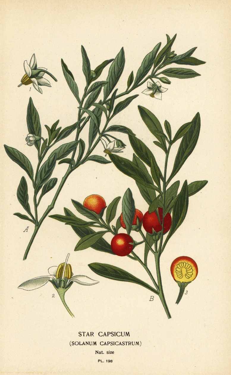 Jerusalemin kirsikka, Solanum pseudocapsicum var. diflores tekijältä Désiré Georges Jean Marie Bois