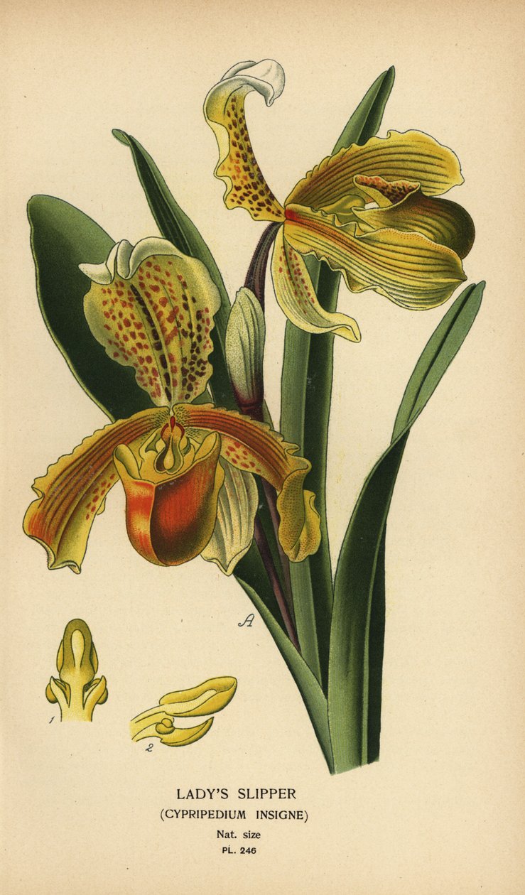 Naisten tohveliorkidea, Paphiopedilum insigne (Cypripedium insigne). Kromolitografia Desire Bois