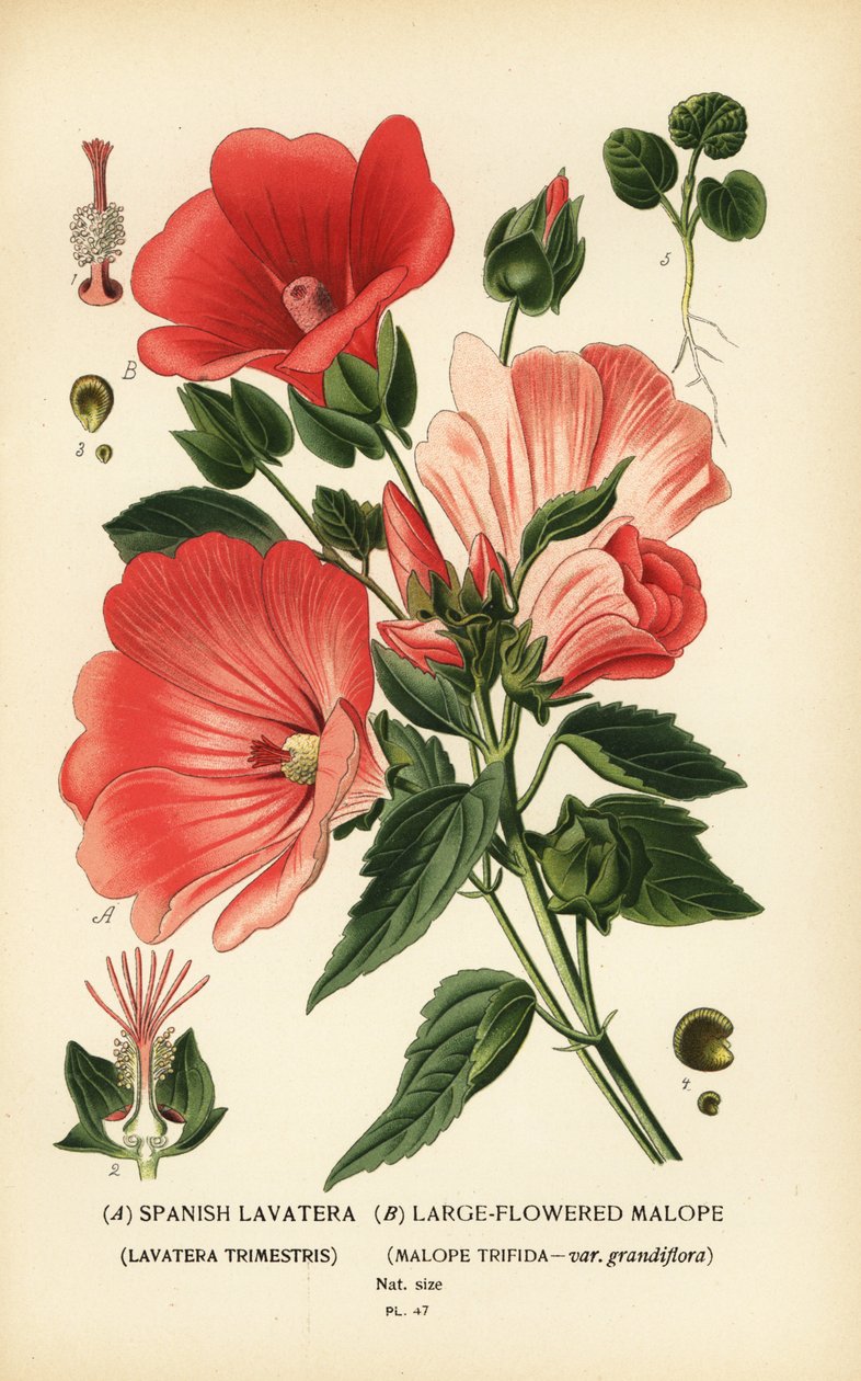 Lavatera trimestris ja Malope trifida. tekijältä Désiré Georges Jean Marie Bois