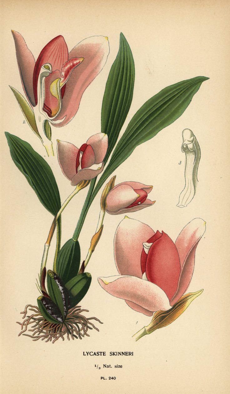 Lycaste virginalis -orkidea (Lycaste skinneri). Kromolitografia Desire Bois