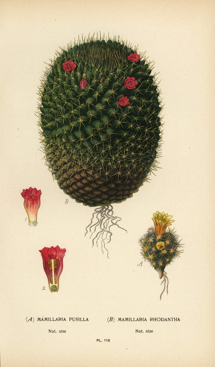 Mammillaria prolifera ja Mammillaria rhodantha. tekijältä Désiré Georges Jean Marie Bois