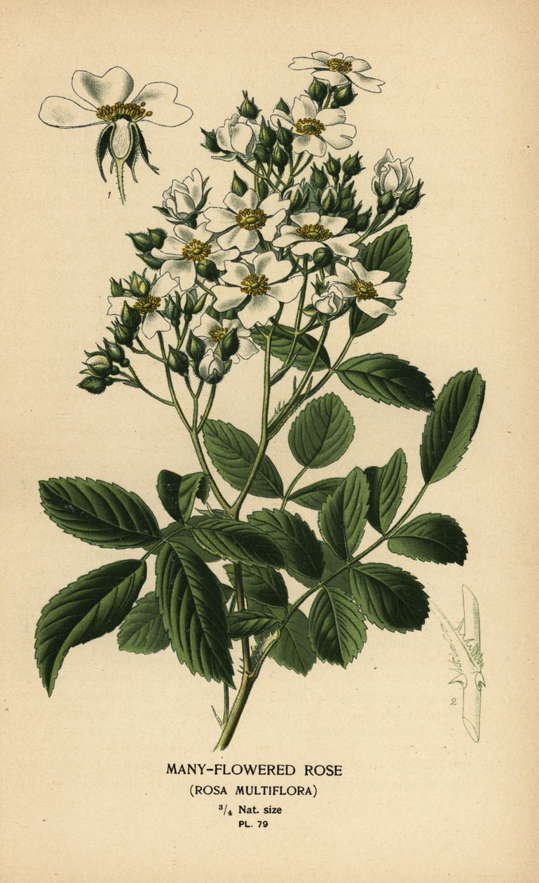Monikukkainen ruusu, Rosa multiflora. tekijältä Désiré Georges Jean Marie Bois