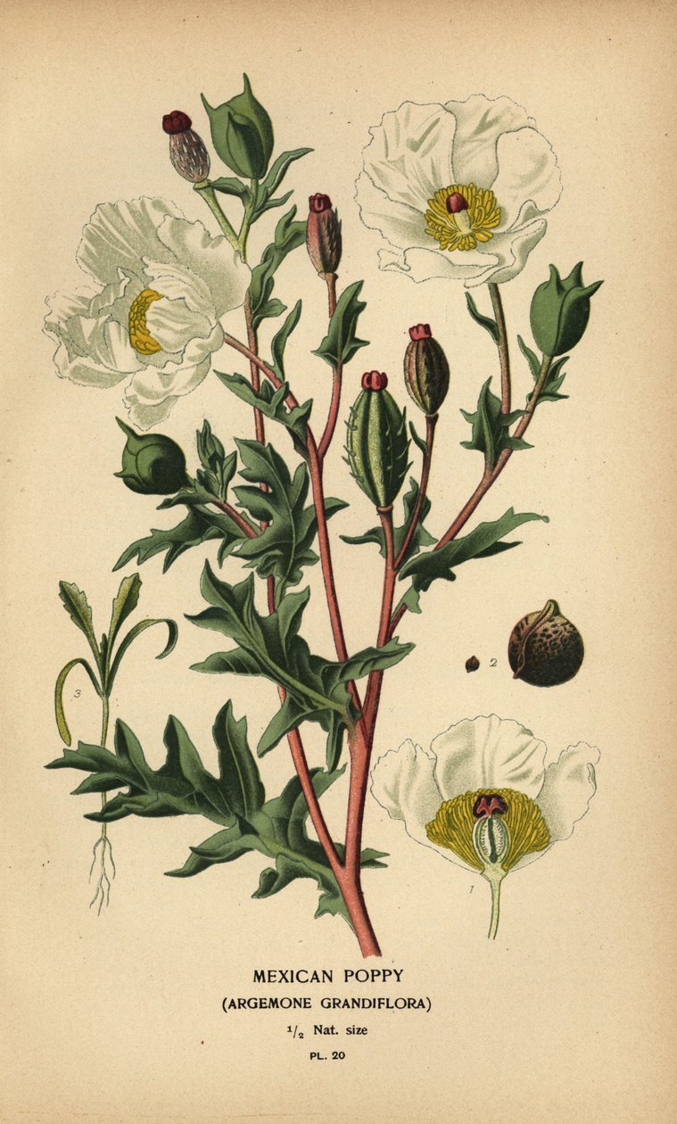 Meksikon unikko, Argemone grandiflora. tekijältä Désiré Georges Jean Marie Bois