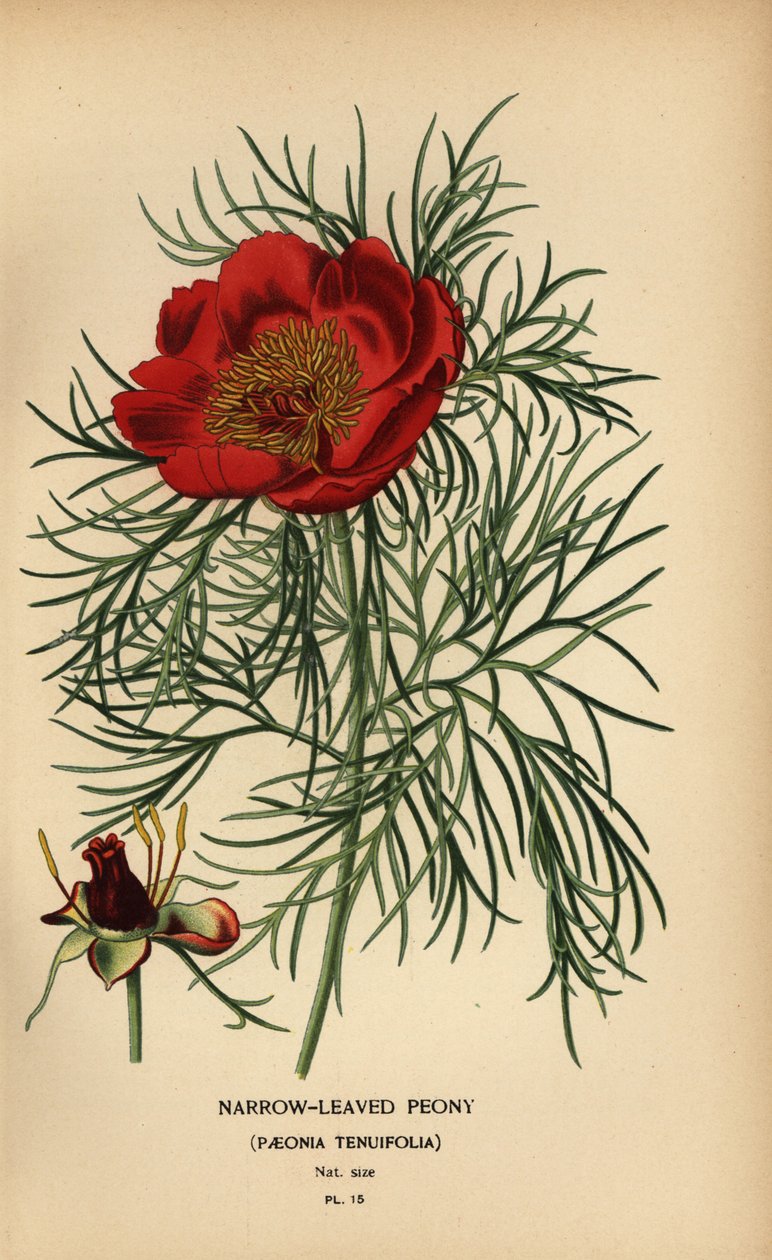 Kapealehtinen pioni, Paeonia tenuifolia, tekijältä Désiré Georges Jean Marie Bois