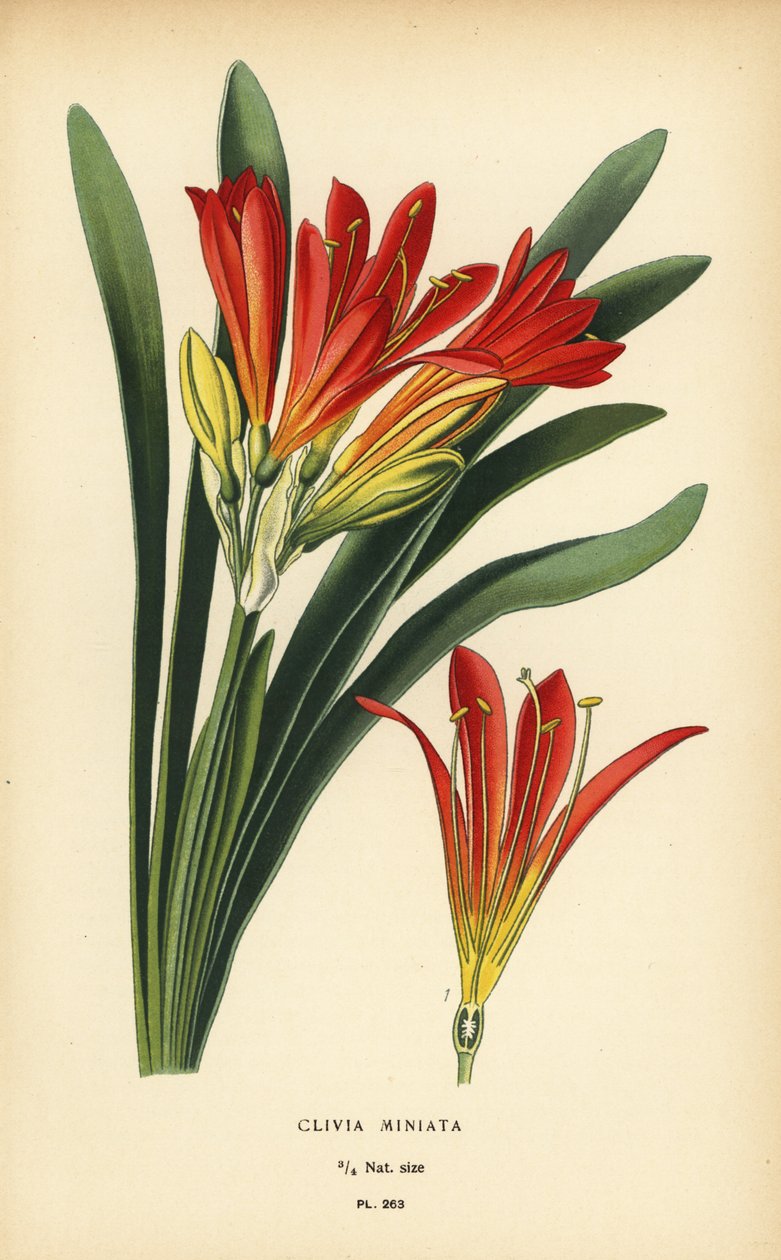 Natal lilja tai pensaslilja, Clivia miniata. Kromolitografia Desire Bois