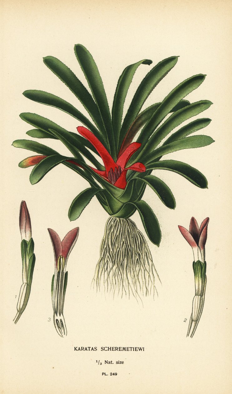 Nidularium scheremetiewii (Karatas scheremetiewi). Kromolitografia Desire Bois