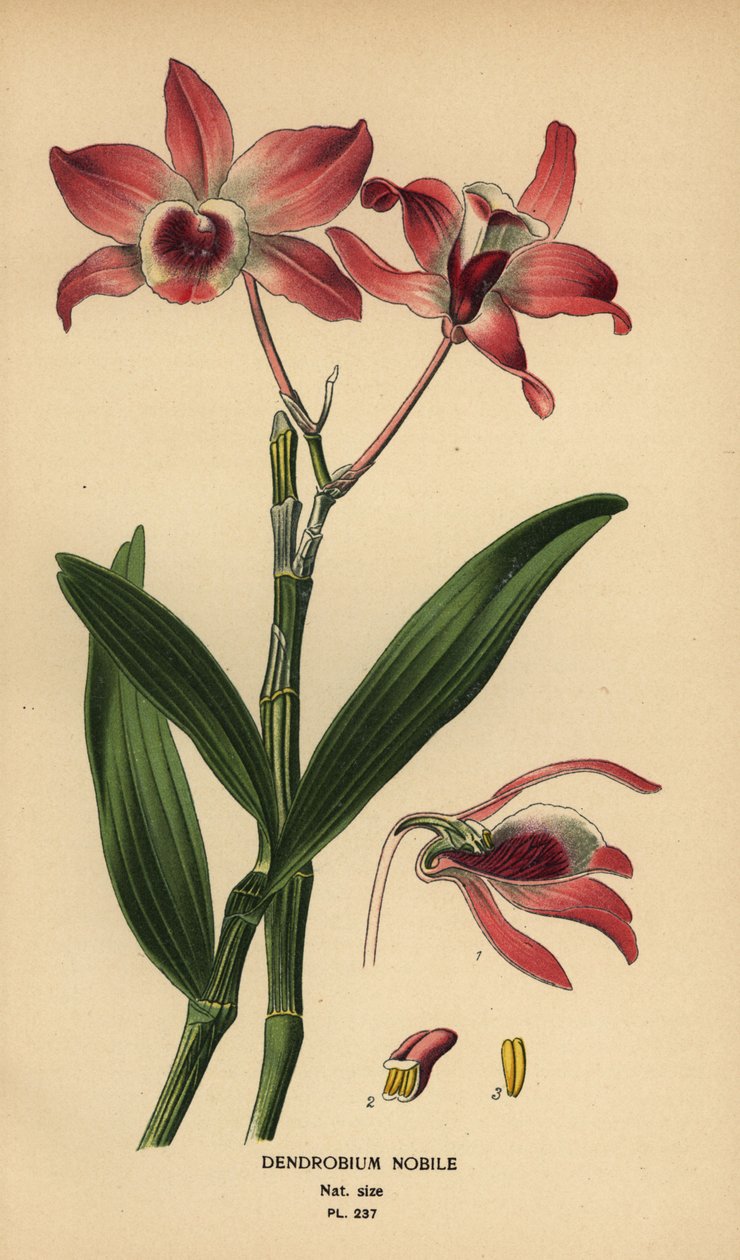 Noble dendrobium orkidea, Dendrobium nobile. Kromolitografia Desire Bois